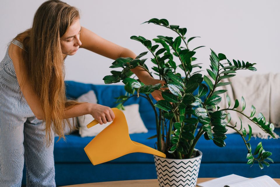 Qué tipo de agua es mejor para regar las plantas (Canva)